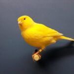 Color-bred-canary