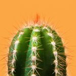 new-ransomware-group-cactus-abuses-remote-management-tools-for-persistence